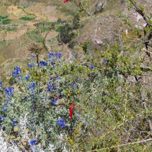 More flowers on the way to the forest of stones II